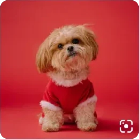 Identify dog breeds.