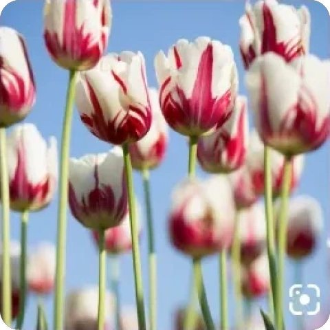Which tulips are these?
